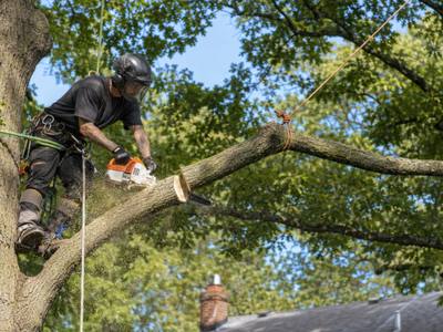 Large dead branch removed from a backyard tree