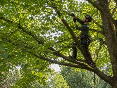 Tree canopy after a crown thinning service