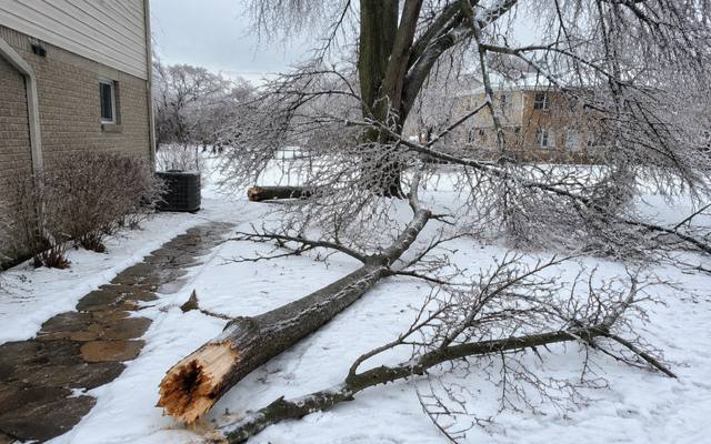 Dead branch being lowered safely by rope