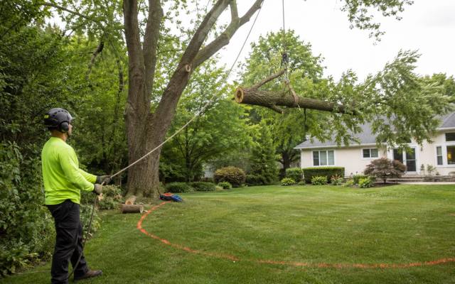 Large tree section being lowered during a removal