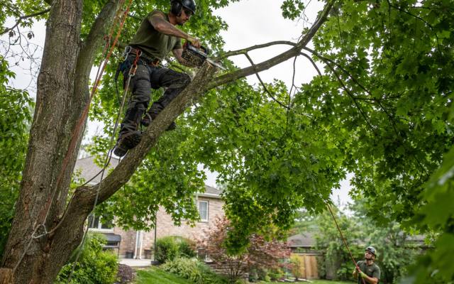 Climber pruning branches high in a tree canopy